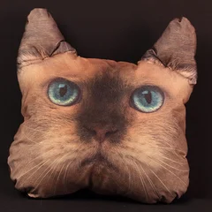подушка, сиам  , кот